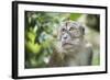 Portrait of a Long Tailed Macaque (Macaca Fascicularis) in the Jungle at Bukit Lawang-Matthew Williams-Ellis-Framed Photographic Print