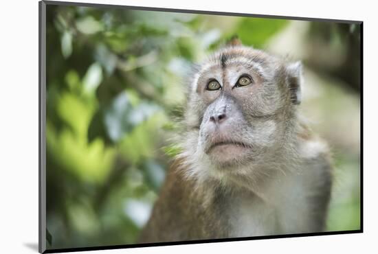 Portrait of a Long Tailed Macaque (Macaca Fascicularis) in the Jungle at Bukit Lawang-Matthew Williams-Ellis-Mounted Photographic Print