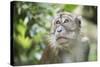 Portrait of a Long Tailed Macaque (Macaca Fascicularis) in the Jungle at Bukit Lawang-Matthew Williams-Ellis-Stretched Canvas