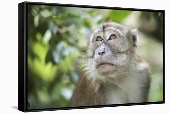 Portrait of a Long Tailed Macaque (Macaca Fascicularis) in the Jungle at Bukit Lawang-Matthew Williams-Ellis-Framed Stretched Canvas