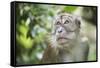 Portrait of a Long Tailed Macaque (Macaca Fascicularis) in the Jungle at Bukit Lawang-Matthew Williams-Ellis-Framed Stretched Canvas