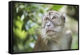 Portrait of a Long Tailed Macaque (Macaca Fascicularis) in the Jungle at Bukit Lawang-Matthew Williams-Ellis-Framed Stretched Canvas