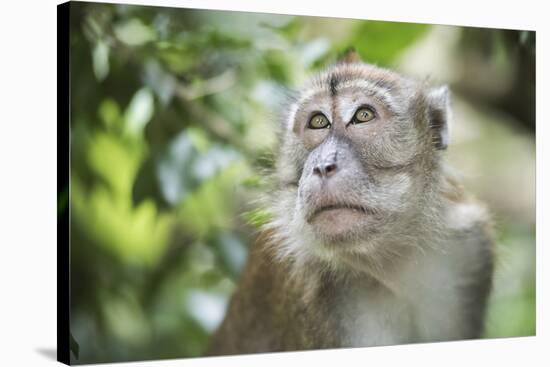 Portrait of a Long Tailed Macaque (Macaca Fascicularis) in the Jungle at Bukit Lawang-Matthew Williams-Ellis-Stretched Canvas