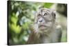 Portrait of a Long Tailed Macaque (Macaca Fascicularis) in the Jungle at Bukit Lawang-Matthew Williams-Ellis-Stretched Canvas