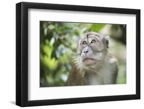 Portrait of a Long Tailed Macaque (Macaca Fascicularis) in the Jungle at Bukit Lawang-Matthew Williams-Ellis-Framed Premium Photographic Print