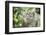 Portrait of a Long Tailed Macaque (Macaca Fascicularis) in the Jungle at Bukit Lawang-Matthew Williams-Ellis-Framed Premium Photographic Print