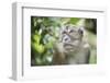 Portrait of a Long Tailed Macaque (Macaca Fascicularis) in the Jungle at Bukit Lawang-Matthew Williams-Ellis-Framed Premium Photographic Print