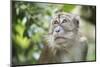 Portrait of a Long Tailed Macaque (Macaca Fascicularis) in the Jungle at Bukit Lawang-Matthew Williams-Ellis-Mounted Premium Photographic Print