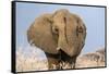 Portrait of a male elephant, Etosha National Park, Oshikoto region, Namibia, Africa-Francesco Vaninetti-Framed Stretched Canvas