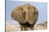 Portrait of a male elephant, Etosha National Park, Oshikoto region, Namibia, Africa-Francesco Vaninetti-Stretched Canvas