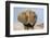 Portrait of a male elephant, Etosha National Park, Oshikoto region, Namibia, Africa-Francesco Vaninetti-Framed Photographic Print