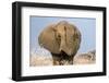 Portrait of a male elephant, Etosha National Park, Oshikoto region, Namibia, Africa-Francesco Vaninetti-Framed Photographic Print