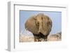 Portrait of a male elephant, Etosha National Park, Oshikoto region, Namibia, Africa-Francesco Vaninetti-Framed Photographic Print