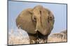 Portrait of a male elephant, Etosha National Park, Oshikoto region, Namibia, Africa-Francesco Vaninetti-Mounted Photographic Print