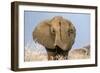 Portrait of a male elephant, Etosha National Park, Oshikoto region, Namibia, Africa-Francesco Vaninetti-Framed Photographic Print