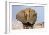 Portrait of a male elephant, Etosha National Park, Oshikoto region, Namibia, Africa-Francesco Vaninetti-Framed Photographic Print