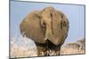 Portrait of a male elephant, Etosha National Park, Oshikoto region, Namibia, Africa-Francesco Vaninetti-Mounted Photographic Print