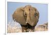 Portrait of a male elephant, Etosha National Park, Oshikoto region, Namibia, Africa-Francesco Vaninetti-Framed Photographic Print