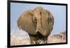 Portrait of a male elephant, Etosha National Park, Oshikoto region, Namibia, Africa-Francesco Vaninetti-Framed Photographic Print