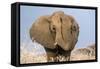 Portrait of a male elephant, Etosha National Park, Oshikoto region, Namibia, Africa-Francesco Vaninetti-Framed Stretched Canvas