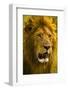 Portrait of a Male Lion in the Maasai Mara, Kenya-Axel Brunst-Framed Photographic Print