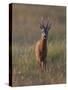 Portrait of a Male Roe Deer (Capreolus Capreolus) in a Meadow, Cairngorms Np, Scotland, UK-Mark Hamblin-Stretched Canvas