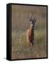 Portrait of a Male Roe Deer (Capreolus Capreolus) in a Meadow, Cairngorms Np, Scotland, UK-Mark Hamblin-Framed Stretched Canvas