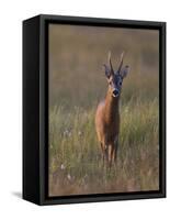 Portrait of a Male Roe Deer (Capreolus Capreolus) in a Meadow, Cairngorms Np, Scotland, UK-Mark Hamblin-Framed Stretched Canvas