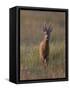 Portrait of a Male Roe Deer (Capreolus Capreolus) in a Meadow, Cairngorms Np, Scotland, UK-Mark Hamblin-Framed Stretched Canvas