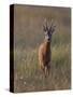 Portrait of a Male Roe Deer (Capreolus Capreolus) in a Meadow, Cairngorms Np, Scotland, UK-Mark Hamblin-Stretched Canvas