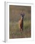 Portrait of a Male Roe Deer (Capreolus Capreolus) in a Meadow, Cairngorms Np, Scotland, UK-Mark Hamblin-Framed Photographic Print