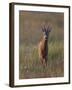 Portrait of a Male Roe Deer (Capreolus Capreolus) in a Meadow, Cairngorms Np, Scotland, UK-Mark Hamblin-Framed Photographic Print