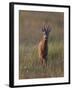 Portrait of a Male Roe Deer (Capreolus Capreolus) in a Meadow, Cairngorms Np, Scotland, UK-Mark Hamblin-Framed Photographic Print