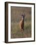 Portrait of a Male Roe Deer (Capreolus Capreolus) in a Meadow, Cairngorms Np, Scotland, UK-Mark Hamblin-Framed Photographic Print