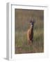 Portrait of a Male Roe Deer (Capreolus Capreolus) in a Meadow, Cairngorms Np, Scotland, UK-Mark Hamblin-Framed Photographic Print