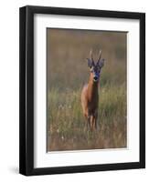 Portrait of a Male Roe Deer (Capreolus Capreolus) in a Meadow, Cairngorms Np, Scotland, UK-Mark Hamblin-Framed Photographic Print