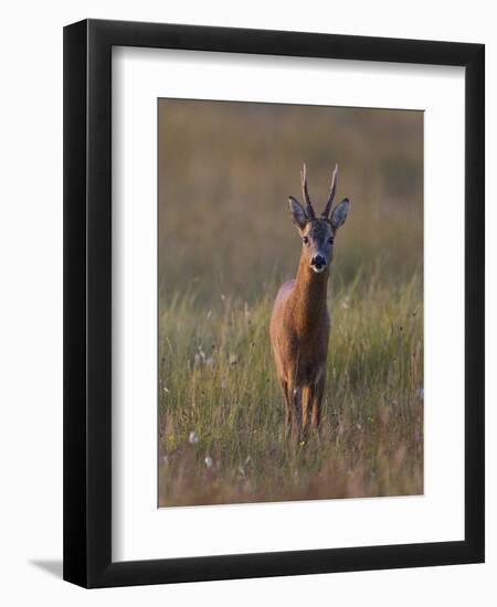 Portrait of a Male Roe Deer (Capreolus Capreolus) in a Meadow, Cairngorms Np, Scotland, UK-Mark Hamblin-Framed Photographic Print