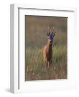 Portrait of a Male Roe Deer (Capreolus Capreolus) in a Meadow, Cairngorms Np, Scotland, UK-Mark Hamblin-Framed Photographic Print