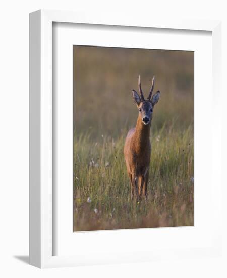 Portrait of a Male Roe Deer (Capreolus Capreolus) in a Meadow, Cairngorms Np, Scotland, UK-Mark Hamblin-Framed Photographic Print