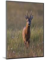 Portrait of a Male Roe Deer (Capreolus Capreolus) in a Meadow, Cairngorms Np, Scotland, UK-Mark Hamblin-Mounted Photographic Print