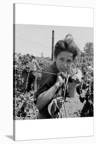 Portrait of a Migratory Boy Picking Hops-Dorothea Lange-Stretched Canvas