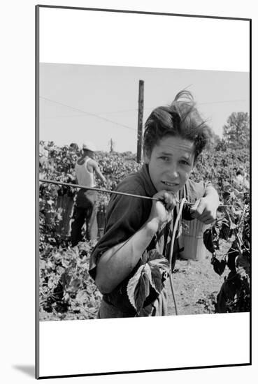 Portrait of a Migratory Boy Picking Hops-Dorothea Lange-Mounted Art Print