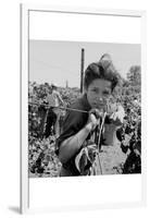 Portrait of a Migratory Boy Picking Hops-Dorothea Lange-Framed Art Print