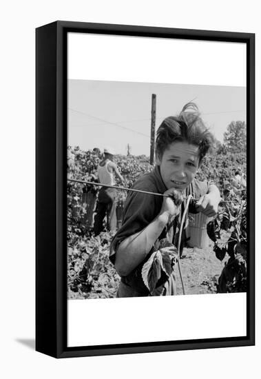Portrait of a Migratory Boy Picking Hops-Dorothea Lange-Framed Stretched Canvas
