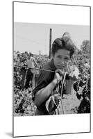 Portrait of a Migratory Boy Picking Hops-Dorothea Lange-Mounted Art Print