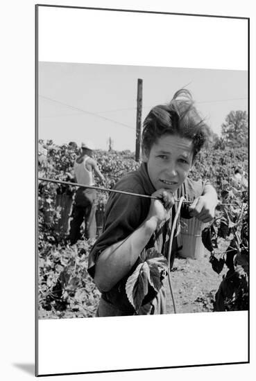 Portrait of a Migratory Boy Picking Hops-Dorothea Lange-Mounted Art Print