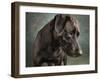 Portrait of a mixed Dog-Panoramic Images-Framed Photographic Print