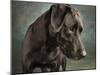 Portrait of a mixed Dog-Panoramic Images-Mounted Photographic Print