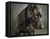 Portrait of a mixed Dog-Panoramic Images-Framed Stretched Canvas