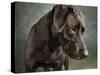 Portrait of a mixed Dog-Panoramic Images-Stretched Canvas